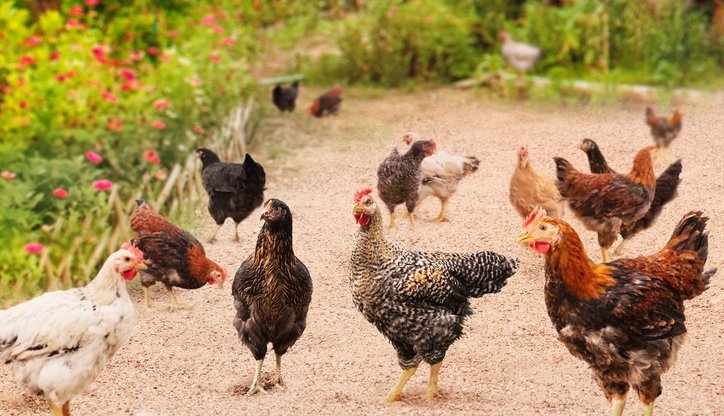 Sasso T Rainbow Chicken